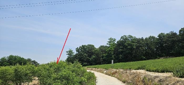 2024타경2888 여주지원 임야 법원경매 사진