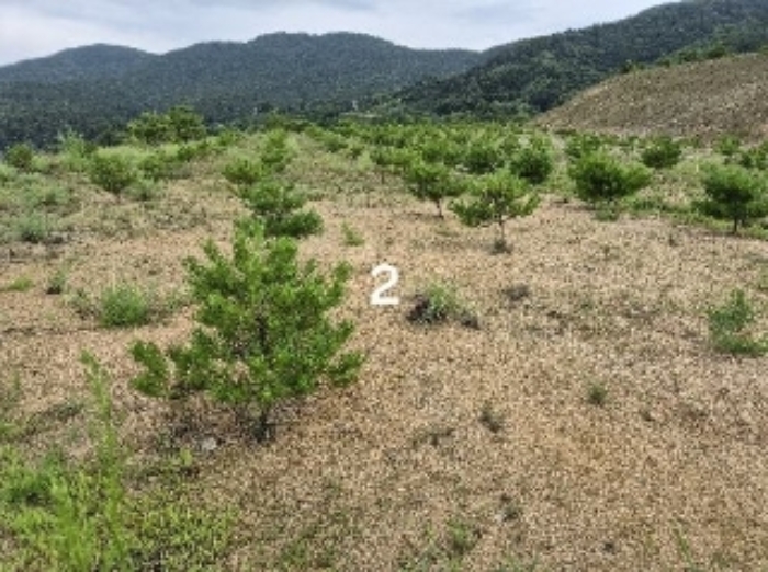 2024타경36164 여주지원 임야 법원경매 사진