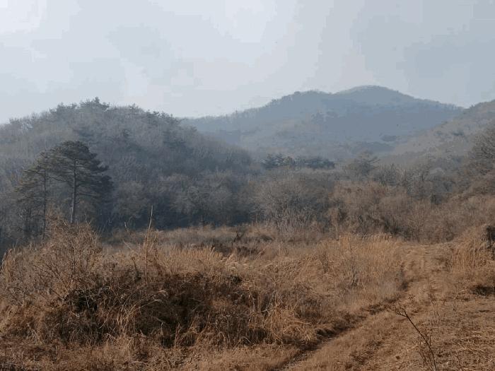 2025타경43175 평택지원 임야 법원경매 사진