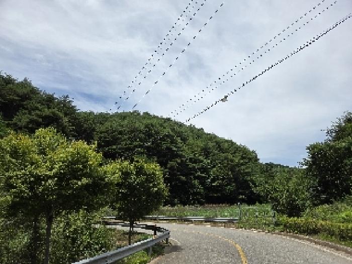 2025타경229 강릉지원 임야 법원경매 사진
