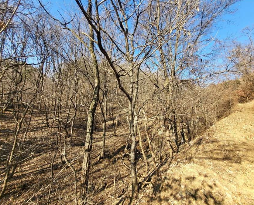 2025타경52186 청주지방법원 임야 법원경매 사진