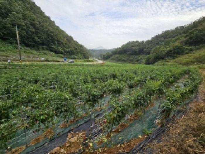 2025타경157 제천지원 전답 법원경매 사진