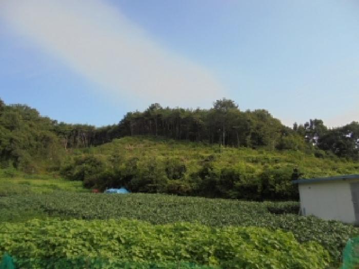 2025타경470 논산지원 임야 법원경매 사진