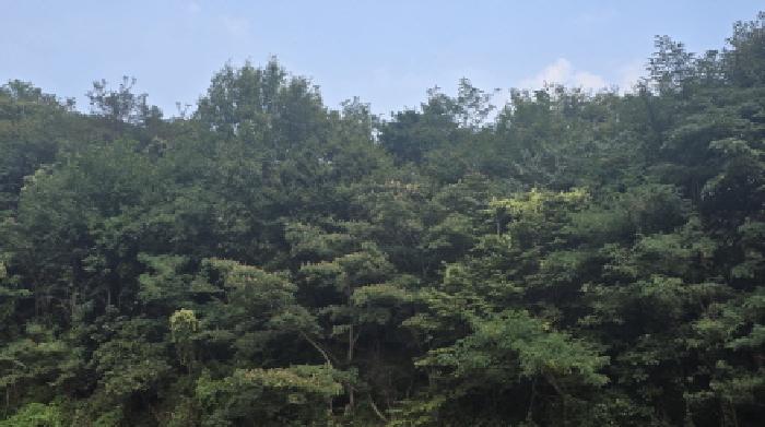 2025타경977 대구지방법원 단독주택다가구 법원경매 사진