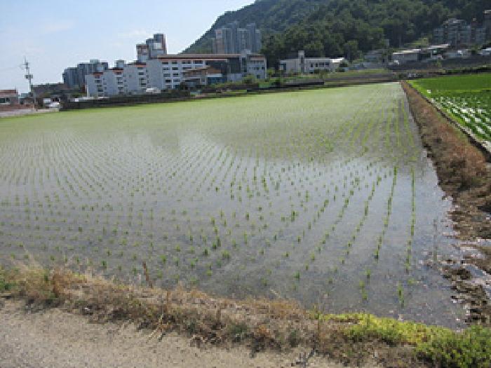 2025타경184 경매 물건 대표 사진