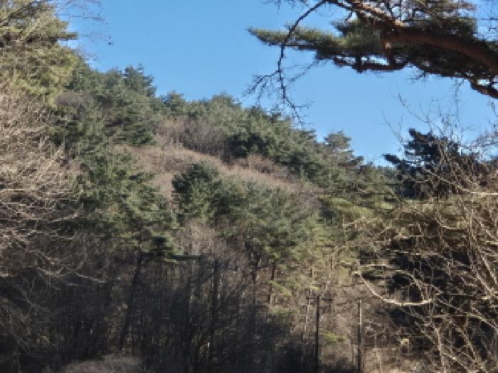 2024타경12079 영덕지원 임야 법원경매 사진