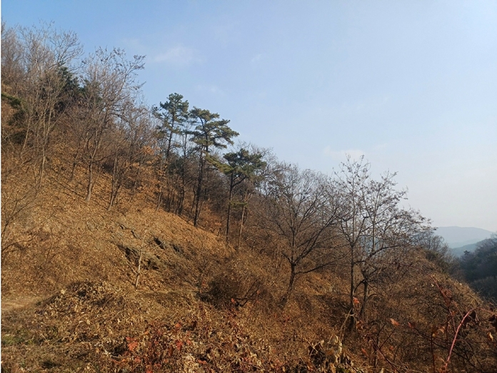 2024타경41977 대구서부지원 임야 법원경매 사진