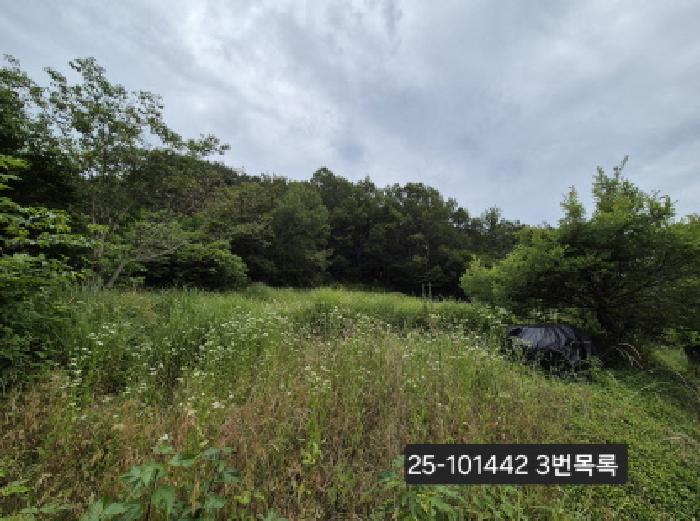 2025타경101442 부산서부지원 임야 법원경매 사진