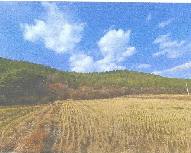 2024타경6513 장흥지원 임야 법원경매 사진